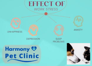 Harmony Pet Clinic - Excellent Medicine, Exceptional Service