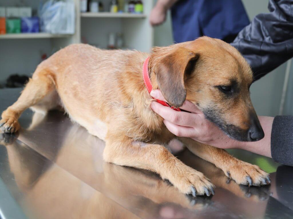 These Parasites can be on your Dog or Cat’s Skin? – Harmony Pet Clinic