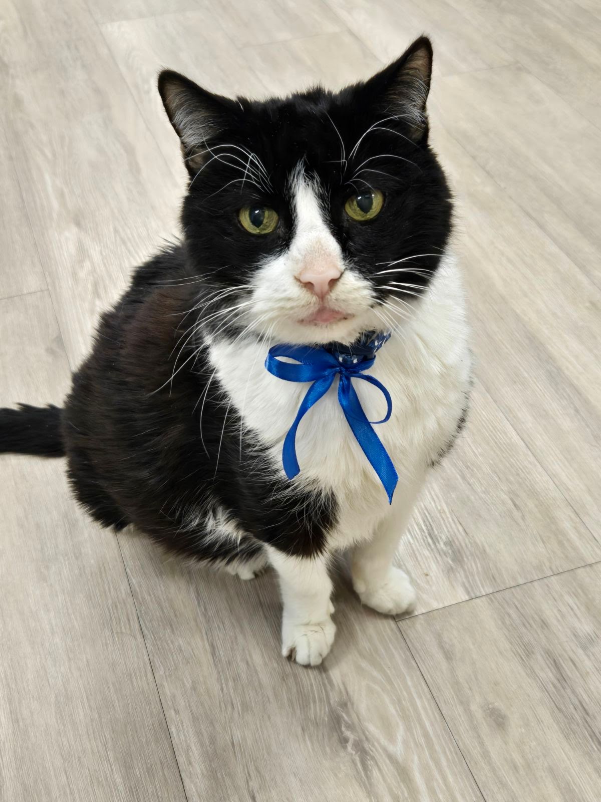 Gordito, The Clinic Cat