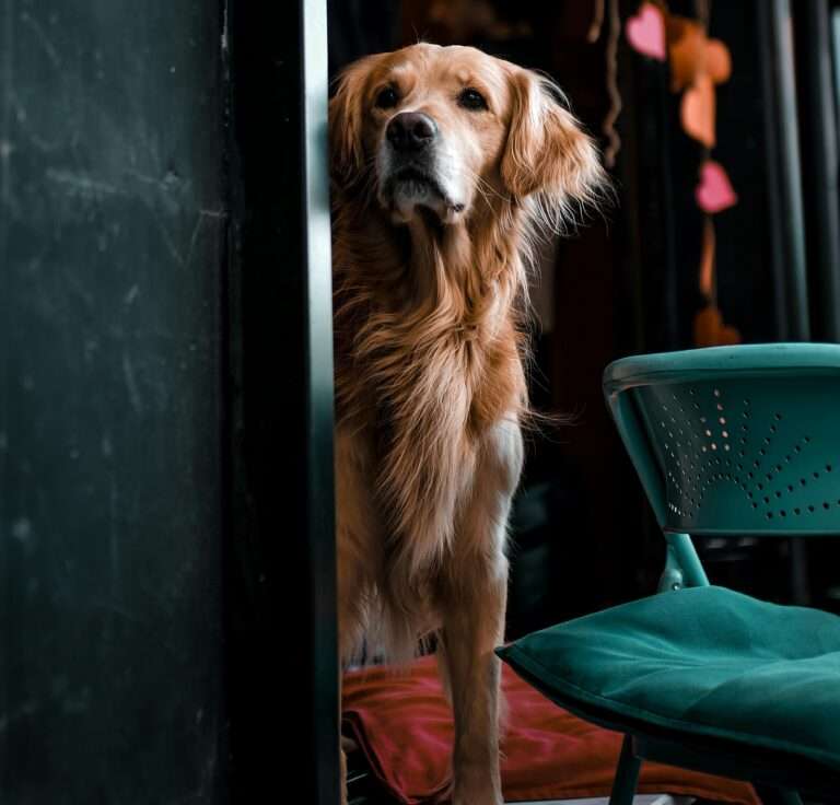 Dog Separation anxiety