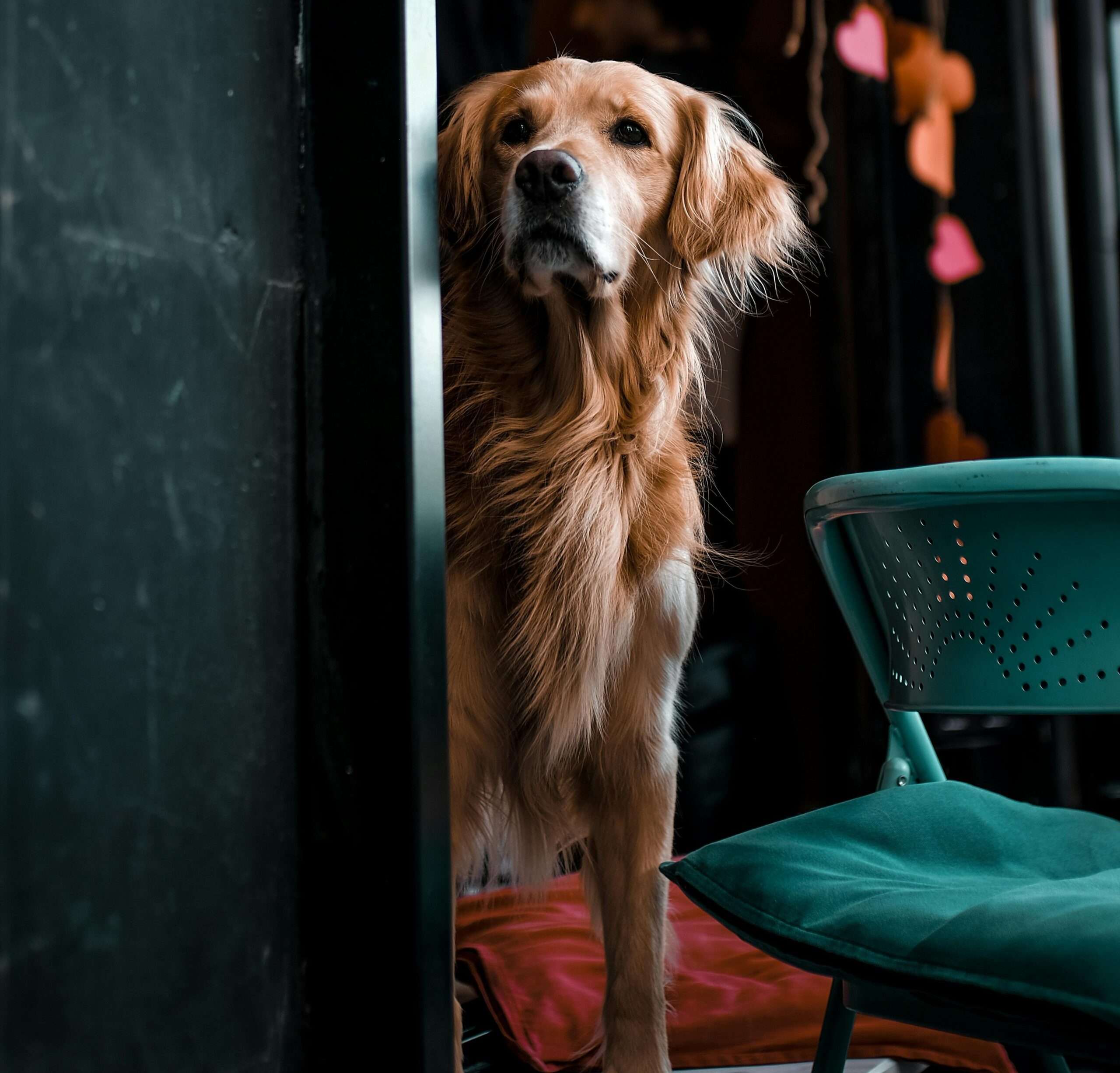 Dog Separation anxiety